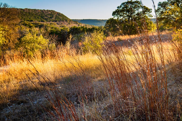 sunlit grassy meadow in the Balcones Canyonlands National Wildlife Refuge, nestled within the stunning Texas Hill Country. This nature photography highlights the beauty of the region's autumn landscapes. The foreground is adorned with tall, golden grasses glowing in the sunlight, evoking a sense of warmth and natural elegance. In the background, the scene transitions to rolling hills and lush green trees, offering a striking contrast to the dry, sun-kissed grasses.