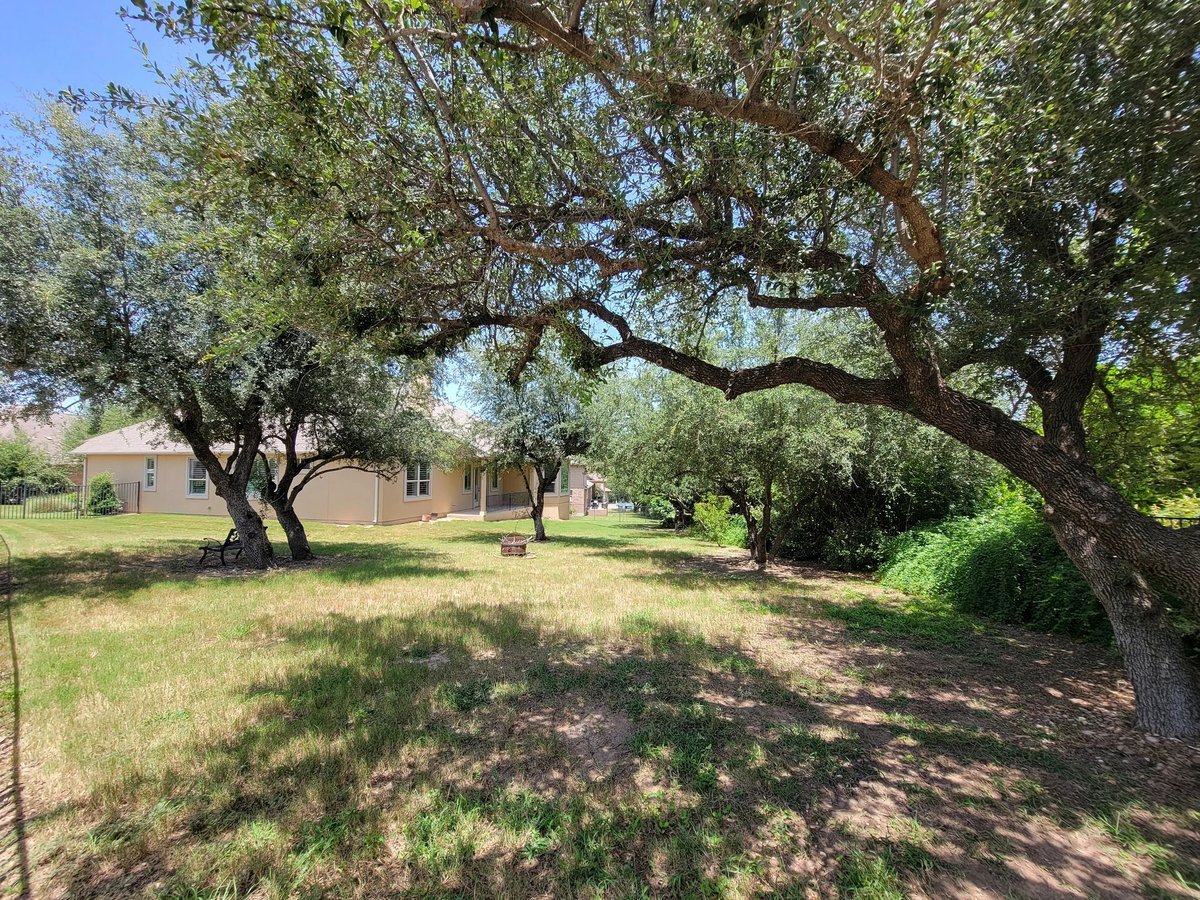 Rustic tan house surrounded by mature olive trees and green lawn in a peaceful rural setting